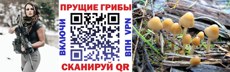 Псилоцибиновые грибы прущие грибы kraken маркетплейс Знаменск где можно купить